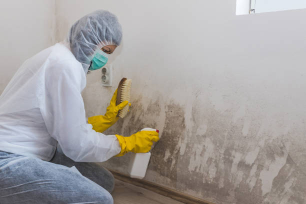 Best Professional Mold Removal  in USA